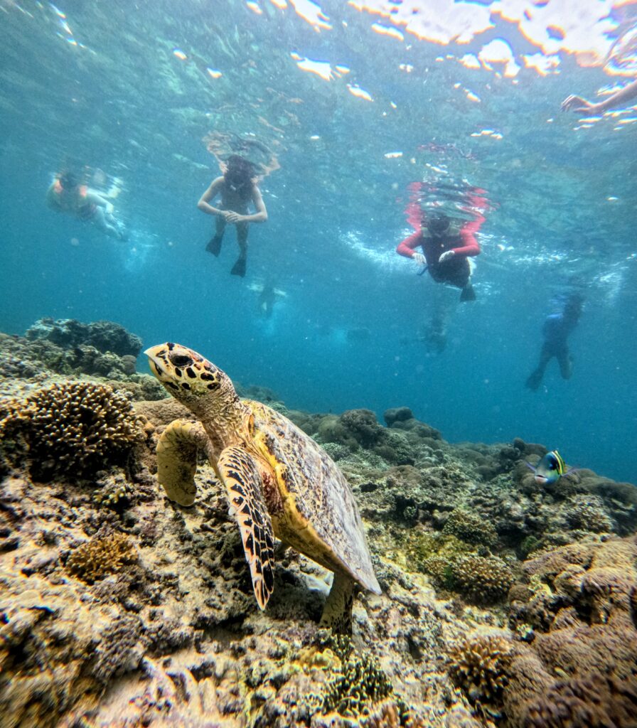 An underwater photograph featuring a sea turtle with a patterned brown and yellow shell in the foreground, positioned over a textured reef. The water is a bright, clear turquoise with sunlight rippling through the surface. In the upper half of the frame, four snorkelers in swim gear and fins are visible as silhouettes against the bright surface, and a small, colorful fish swims nearby.