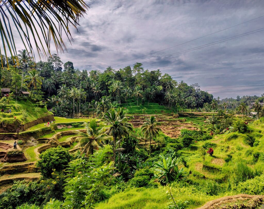 A wide view of lush, green terraced rice paddies carved into a hillside in Bali, Indonesia. Tall palm trees and dense tropical foliage surround the fields under a dramatic, overcast sky, showcasing the traditional subak irrigation system and the natural beauty of the Indonesian countryside.