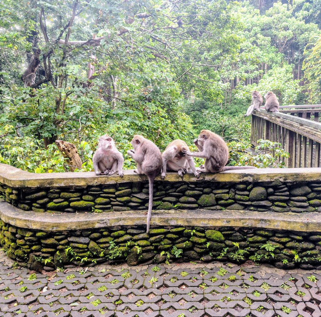 A group of long-tailed macaques sits along a moss-covered stone wall in a lush Indonesian jungle. This scene from a travel blog about exploring Bali shows the playful and social nature of local wildlife amidst dense tropical greenery and traditional stone architecture.